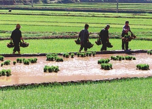 长河税务:租用农民土地是否开具发票和缴纳土