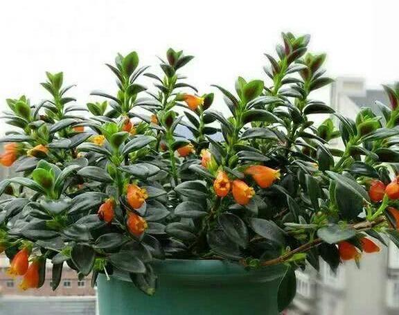 奶奶养的吊兰,竟然爬满小金鱼,叶子也又肥又绿