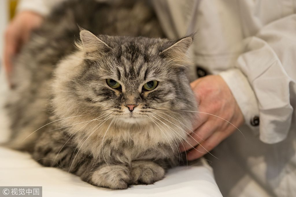 当地时间2018年10月27日，英国伯明翰，当地举办第42届“冠军猫展”，800多只各种品种的猫咪亮相参展。“冠军猫展”是欧洲最大的猫咪盛会之一。