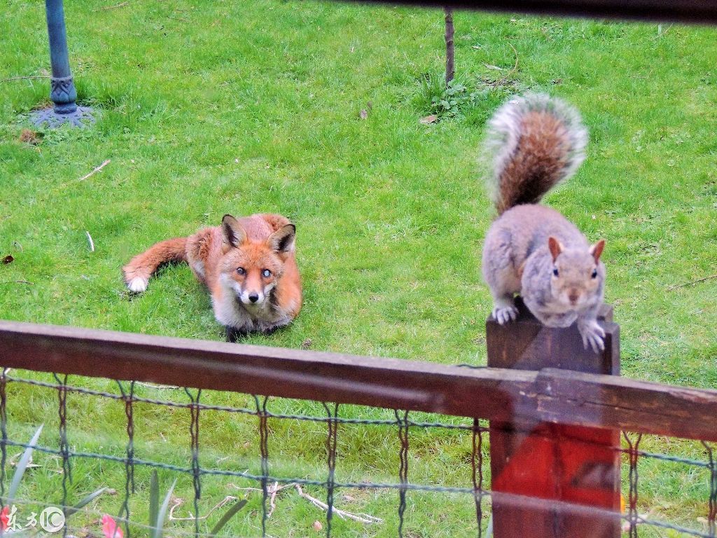 松鼠被狐狸跟踪,急中生智敲打窗户求救,还比出了手势,萌翻了