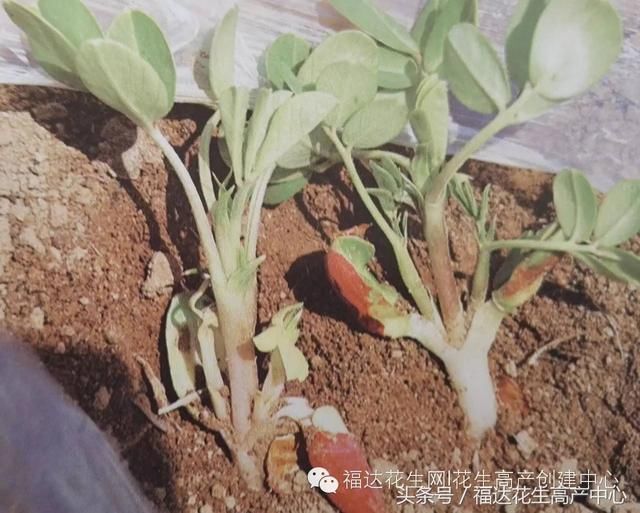 2018年国内花生面积将增加,菜籽面积或减少,这