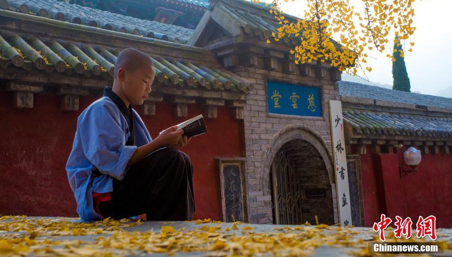 银杏古树见证了少林寺创寺、发展、没落、重生的久远历史，如今，坐在树下的小僧人，延续着千年的少林故事。
