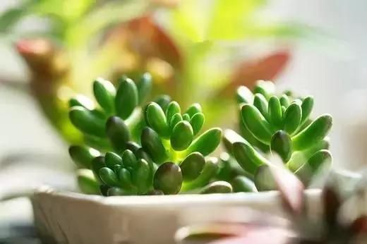 想养出美肉,不得不过的多肉浇水关卡!