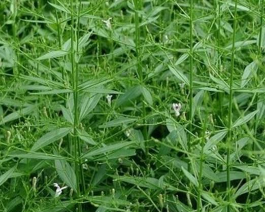 这4种蔬菜名字,骗了我们太久,你可能也被它们