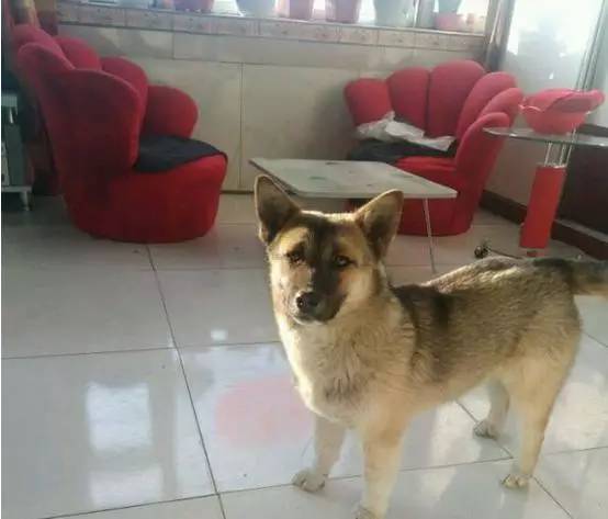 一篇给狗狗的悼文,慎入.