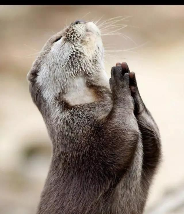 遇见黄大仙讨封怎么办?该怎么回答?千万记住