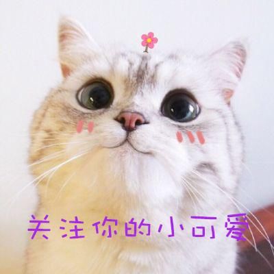 冰岛告别世界杯教练:我们可以昂着头离开