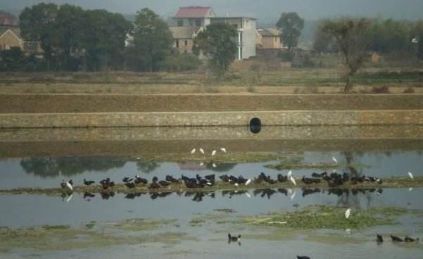 农村俗语老鼠存下三年粮,粗布衣衫穿得长是什