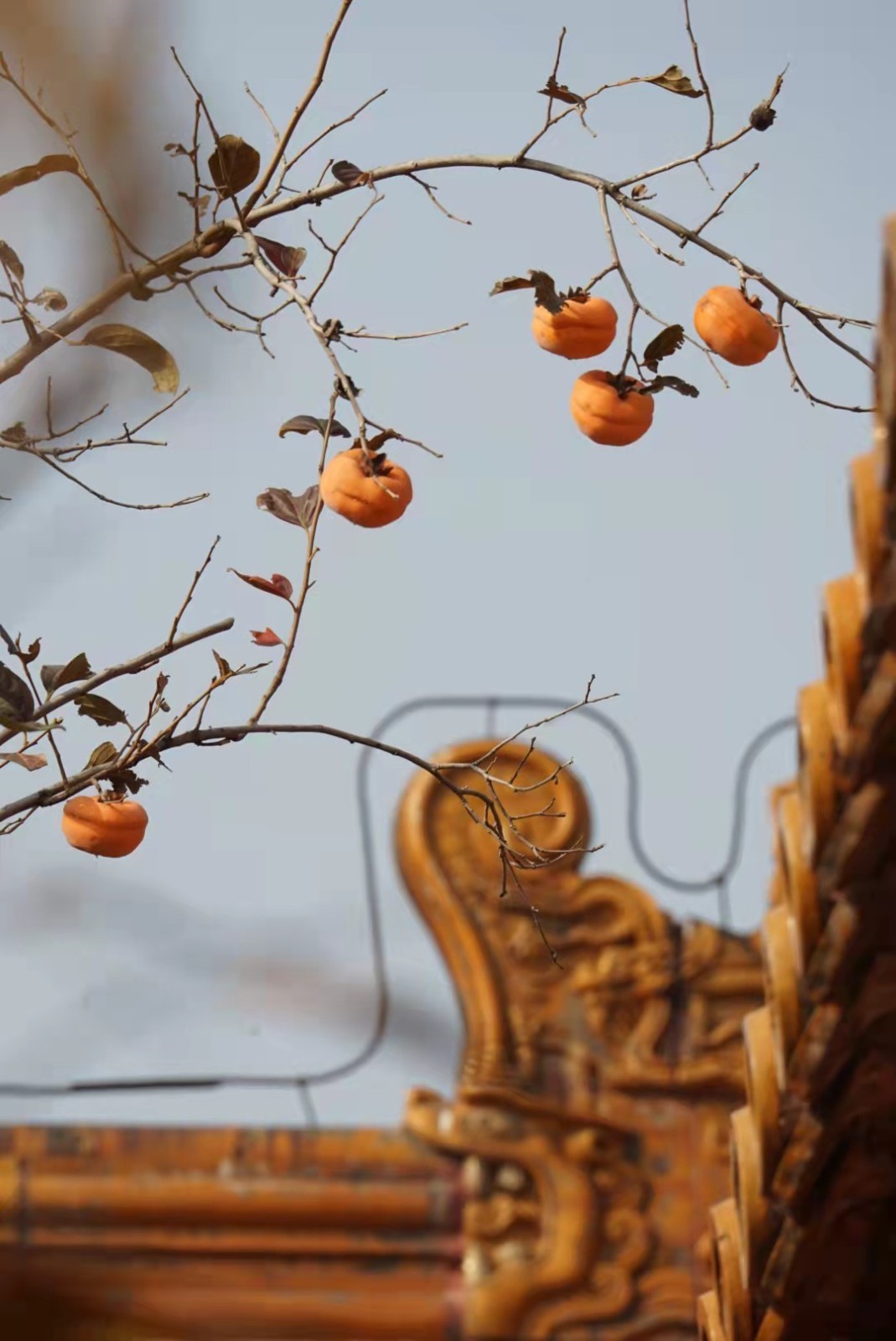 故宫里的杮子熟了