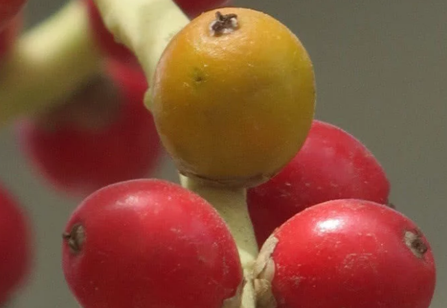 央视曝光的一级致癌物 很多人竟当成零食来吃