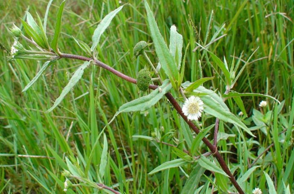 旱莲草在什么季节开花