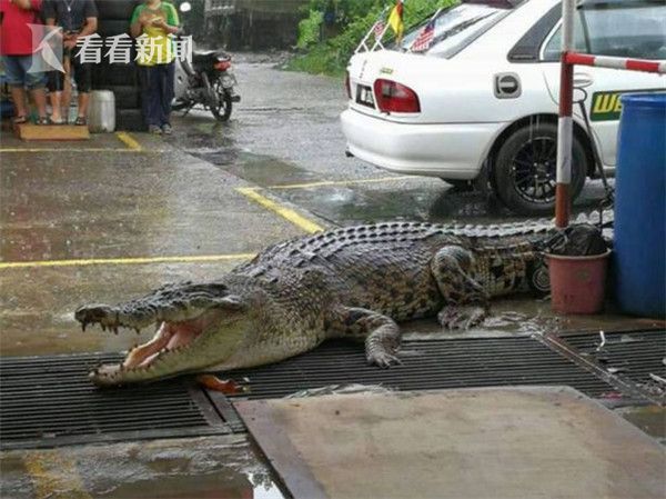5米巨鳄上街闲逛 被起重机吊走