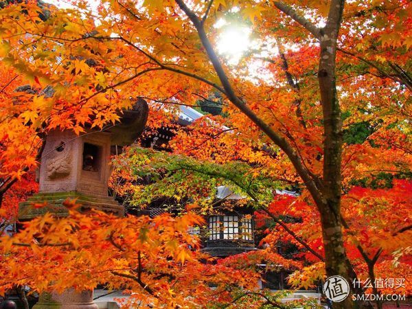 在京都生活了五年 他變成了一本行走的攻略 人物訪談 雪花新闻