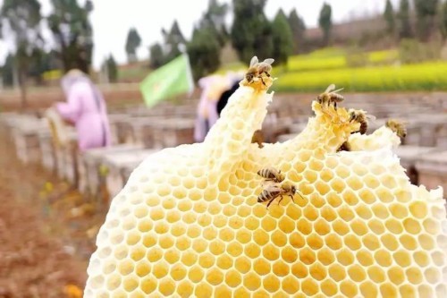 蜜蜂为什么会酿蜂蜜 t0197459543a1a63f19.jpg?size=500x333