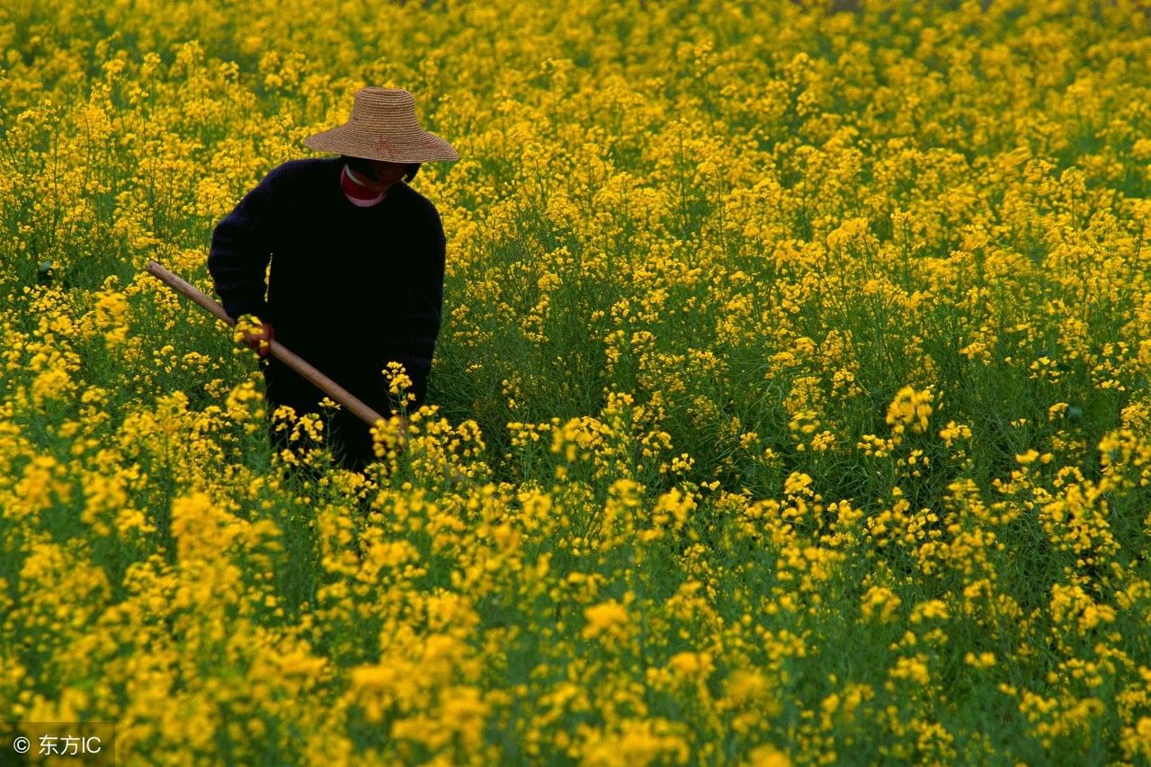 已列为中等国家收入的中国,为什么农民还是穷
