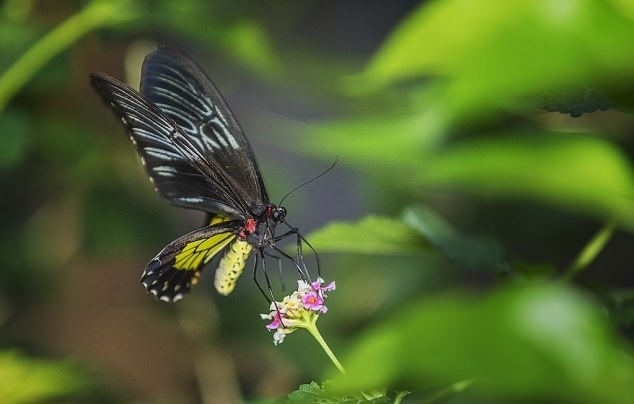 大柏天蚕蛾主要分布在亚洲的东南部和马来西亚，因其超过25厘米的翅长被认为是世界上最大的蛾。雌性的大柏天蚕蛾会比雄性更重更大。不过无论雄雌，它们都没有嘴，这意味着它们只能活很短一段时间。
