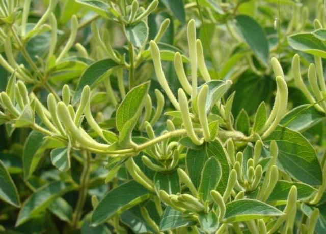 这些农作物品种都是2018国家大力扶持的项目