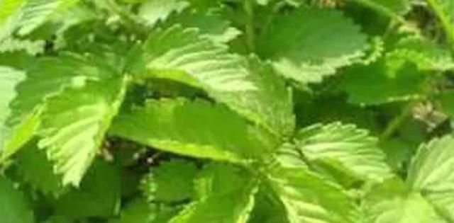 农村有种很常见的野草,很多人都用它来治肝病