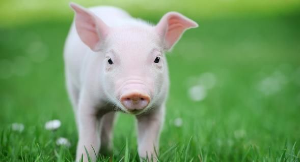 2019年属猪是什么五行 是什么猪