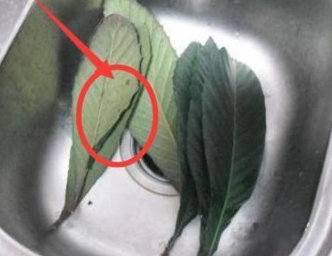 万能止咳王,只吃一口,咳嗽立马消!对小孩太管