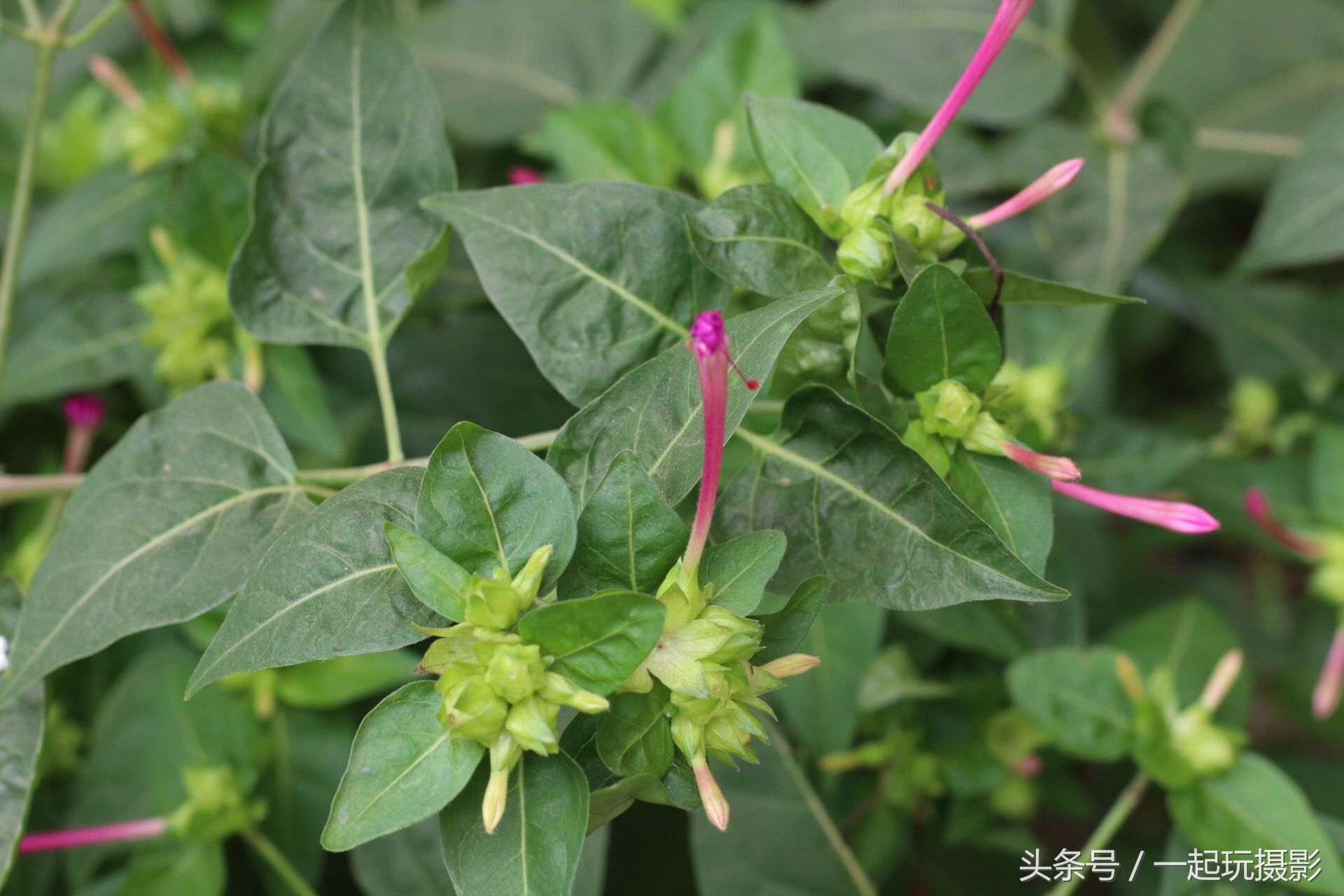 这种野草叫紫茉莉 长得惊艳药用价值还非常高