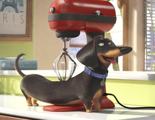 腊肠犬（Dachshund）是一种短腿，长身的猎犬。其名源于德国，原意“獾狗”。此品种被发展为嗅猎，追踪，及捕杀獾类及其他穴居的动物．有意思的是，虽然“Dachshund”是一个德语单词，但是它在德国并不常用，德国人通常叫它Dackel或Teckel。原产于德国，现遍及各地。腊肠犬在所有狗种中是比较好养的。因为腊肠犬的天性独立自主，所以照顾起来很容易，主人下达的指令也都会迅速理解遵从。