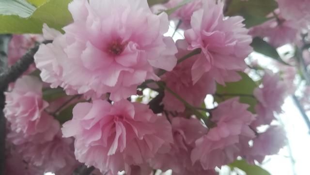 八言绝句--《贴梗海棠》