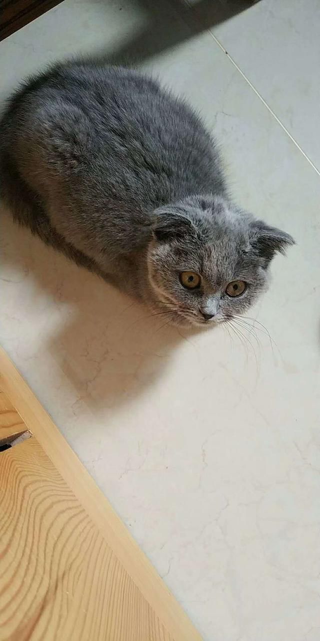 捡到肚子很大像怀孕的猫咪,送去医院检查,才知