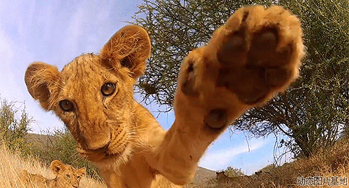 非洲反盗猎志愿者：狮子在正前方 触手可及