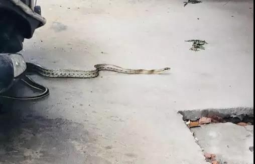 泰州这个小区发现一条大蛇游进了电动车