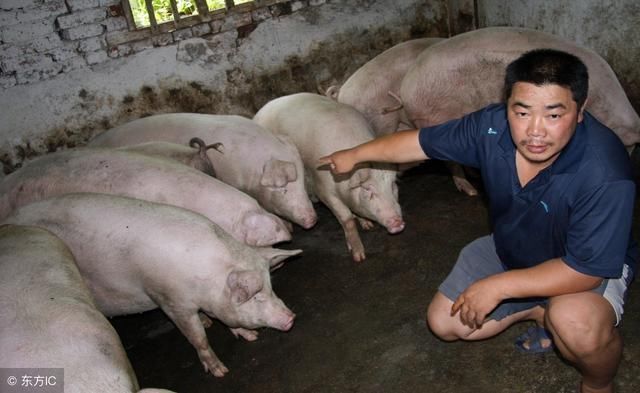 马云要养智慧猪,马云养猪能养出花来吗?未来