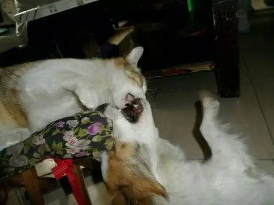 一篇给狗狗的悼文,慎入.