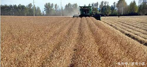 中国取消61.5万吨美国大豆订单 专家明年就能