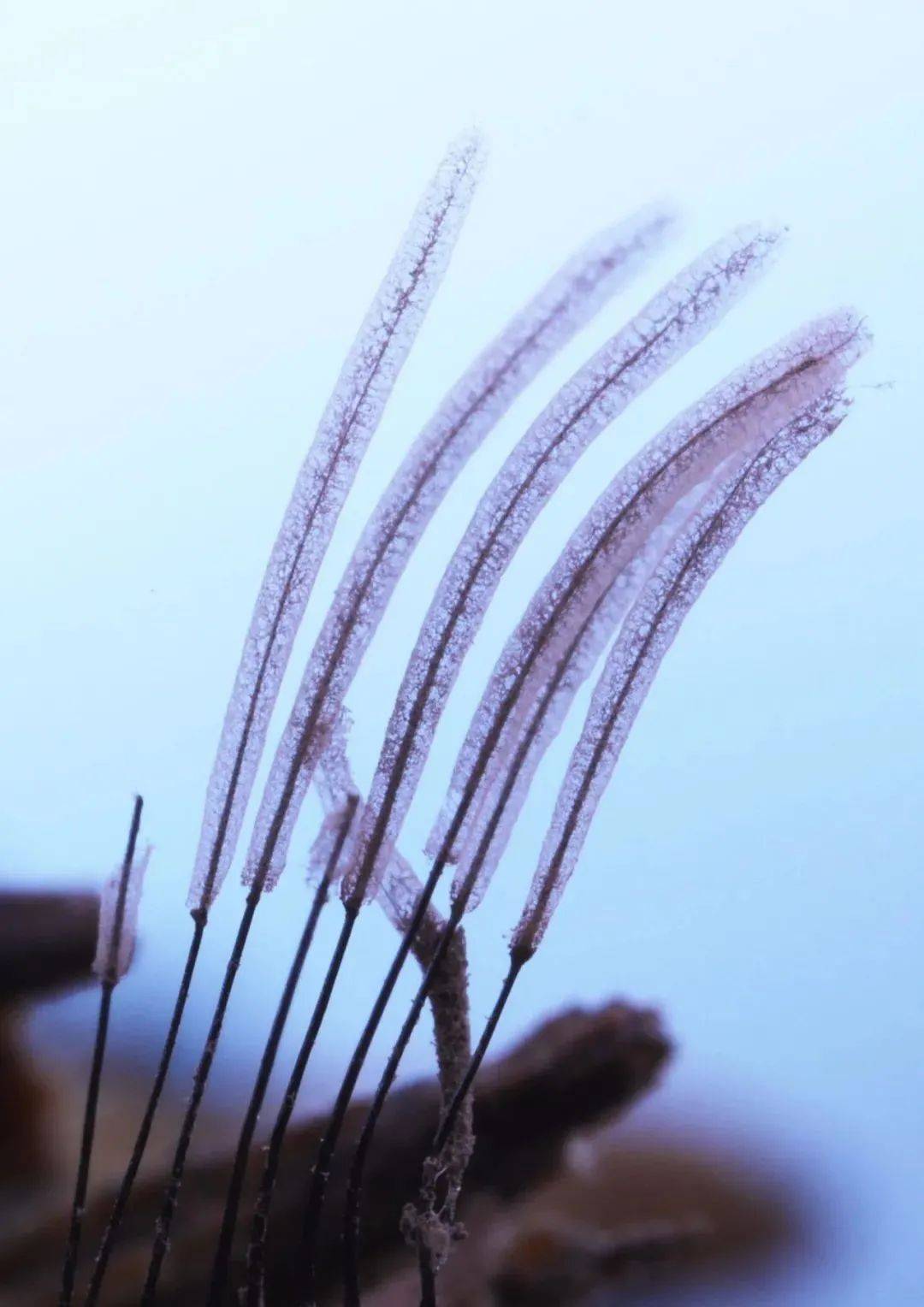 超震撼!90后中国姑娘拍下神秘莫测的菌物世界_北京时间