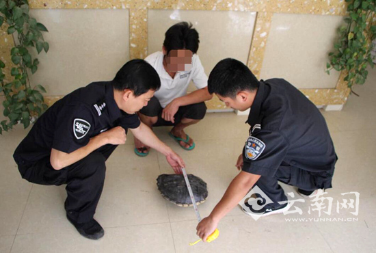 游客西双版纳放生的拟鳄龟被吃了 放生者被罚
