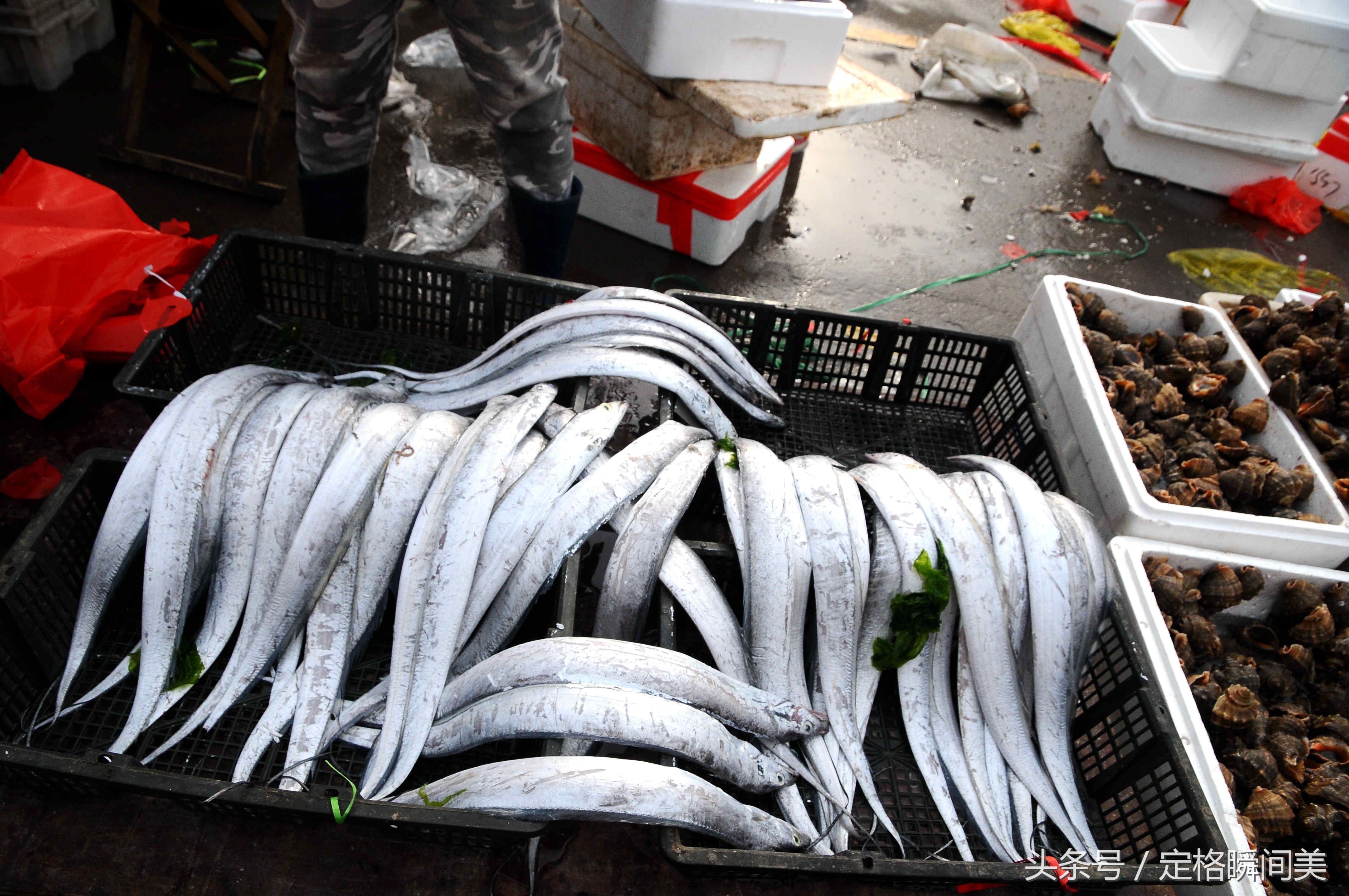 实拍 休渔期内青岛海鲜早市 手掌大小鲍鱼150