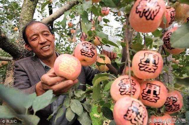 农村果园养殖什么东西?等到收获季,日入千元