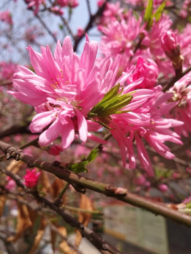 花瓣颜色像桃花,花瓣形状却像菊花,这是一种什