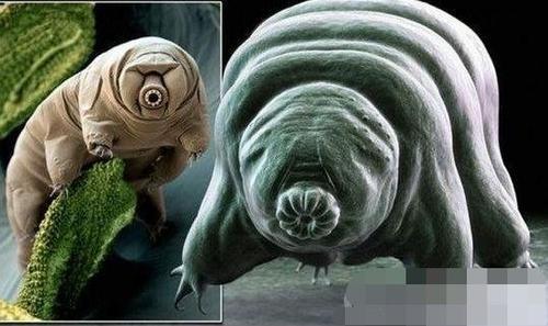 地球上生命力最强的生物,十大酷刑都杀不死!