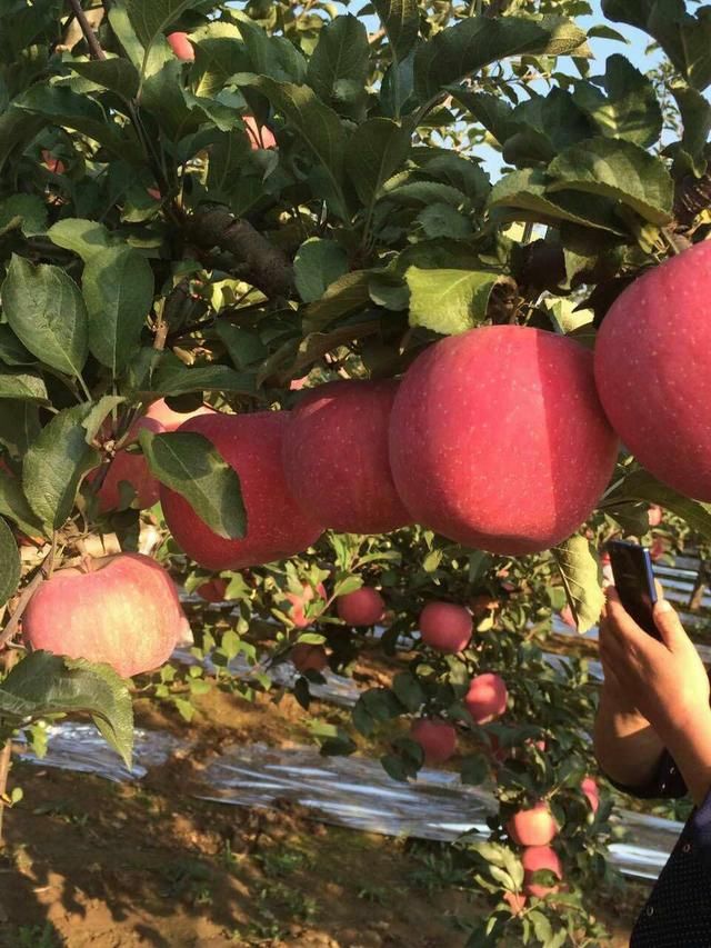 润太一号柱状苹果弱点图片