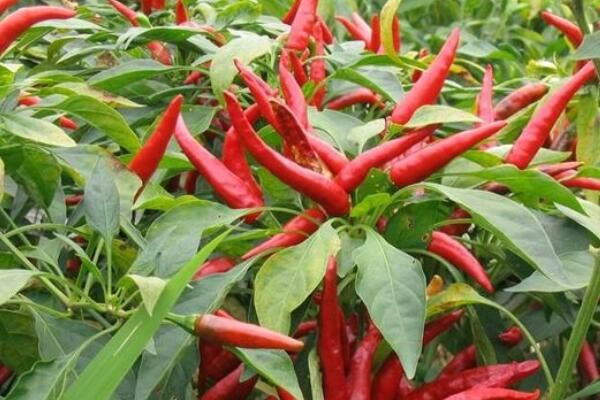 朝天椒什么时候收获?为什么朝天长?开花前后
