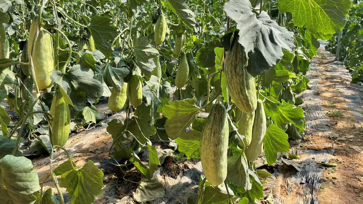 吃瓜时节，“农云行动”再赴山东谈瓜论果：品质密码也是流量密码