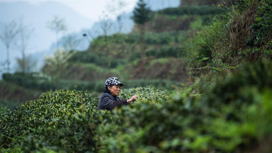 贵州春茶陆续开采 贵州春茶陆续开采