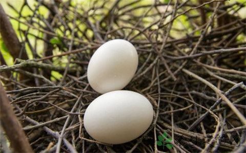 一天吃几个鸽蛋胆固醇合适