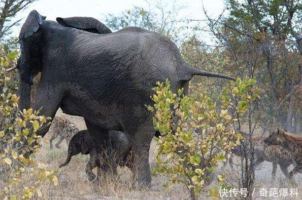 为什么鬣狗能成为非洲二哥,是什么原因鬣狗竟