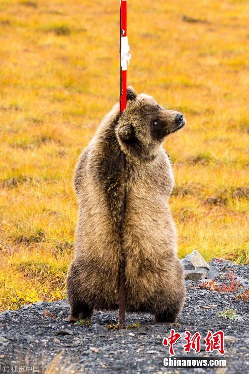 摄像爱好者Marcel Gross在美洲公路就抓拍到了这样一组有趣的画面：两只大灰熊竟然站立、背靠背不知道在干什么，仔细观察发现它们竟然靠在同一根柱子上挠痒痒。