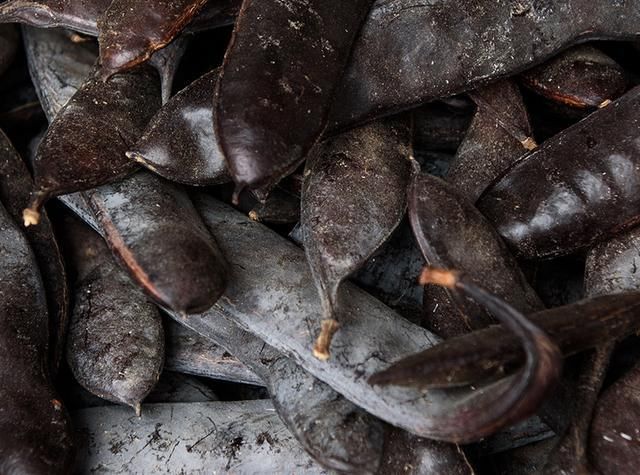 像这样的皂荚树很少见,皂荚果是医药食品,保健品,化妆品及洗涤用品的