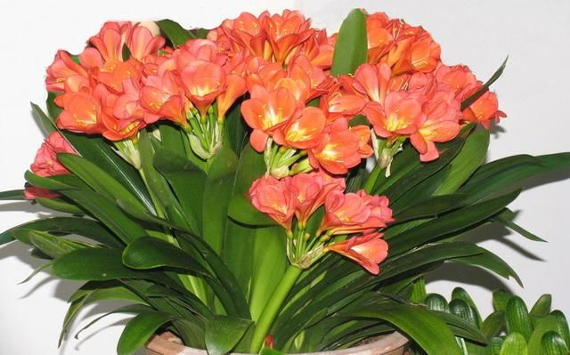 君子兰群兰叶子碧绿、花簇艳丽,你知道君子兰