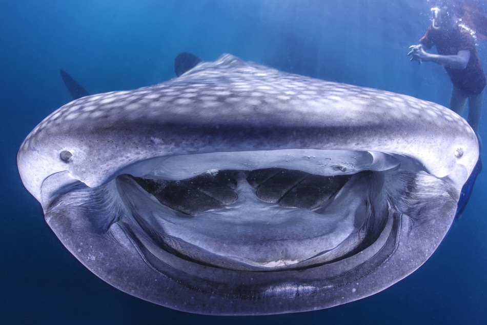 "无牙"鲸鲨对镜头咧嘴微笑 表情超逗乐