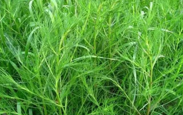 农村埋没的抗癌野菜,功效比蒲公英好百倍,可惜